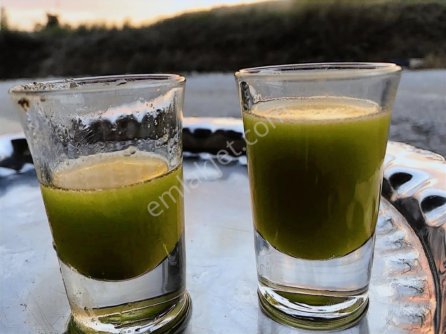 Sahil Ceylan'da 1.200 Adet Zeytin Ağacı Bulunan 20 Dönüm Arazi - Görsel 6