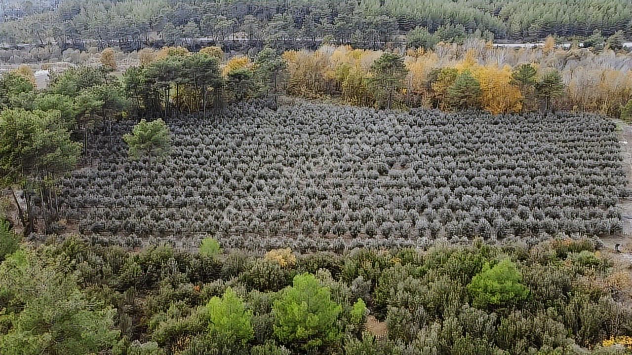 Sahil Ceylan'da 1.200 Adet Zeytin Ağacı Bulunan 20 Dönüm Arazi - Görsel 3