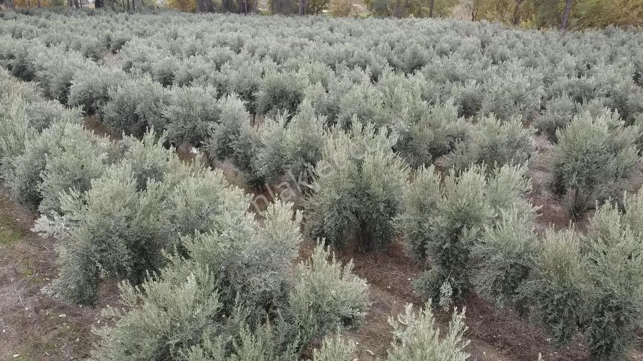 Sahil Ceylan'da 1.200 Adet Zeytin Ağacı Bulunan 20 Dönüm Arazi - Görsel 8
