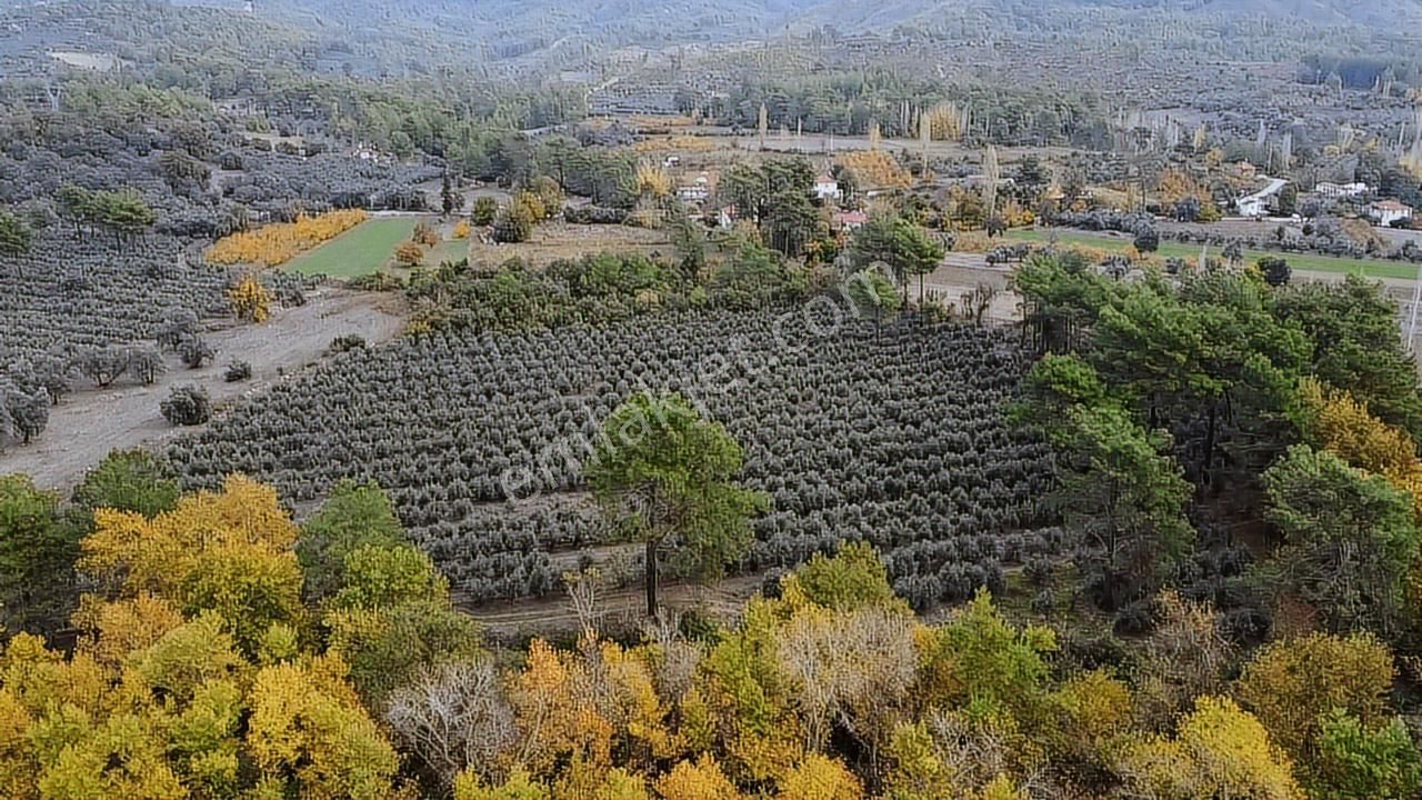 Sahil Ceylan'da 1.200 Adet Zeytin Ağacı Bulunan 20 Dönüm Arazi - Görsel 9