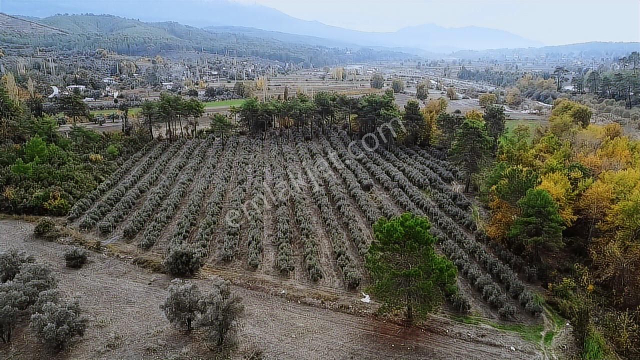 Sahil Ceylan'da 1.200 Adet Zeytin Ağacı Bulunan 20 Dönüm Arazi - Görsel 2