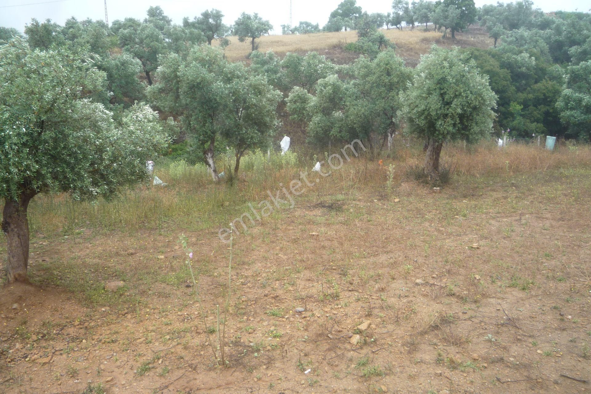İzmir Torbalı Gold Emlaktan Satılık Harika Bahçe - Görsel 7