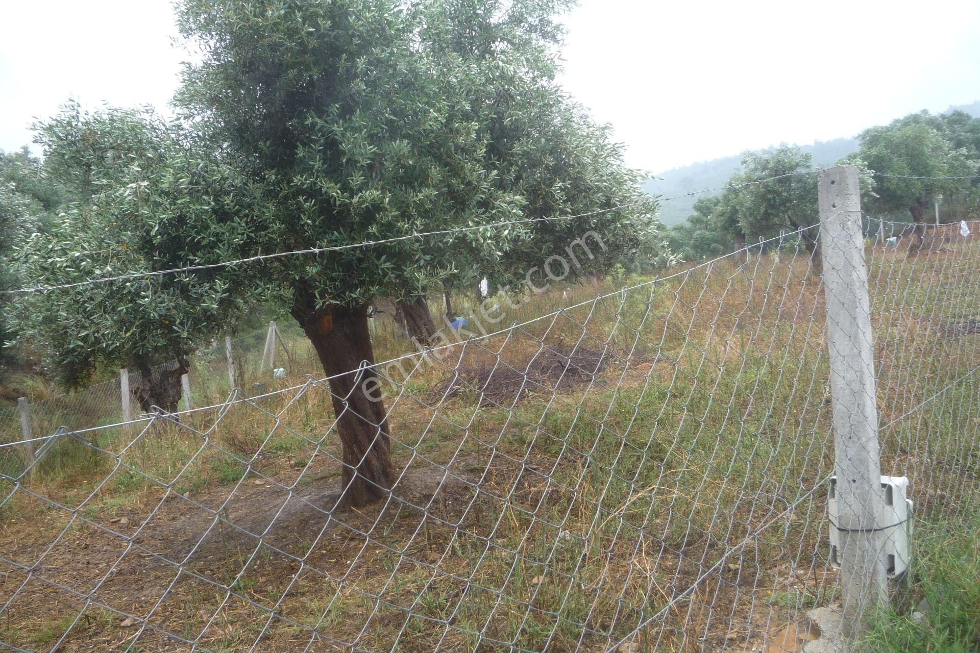 İzmir Torbalı Gold Emlaktan Satılık Harika Bahçe - Görsel 4