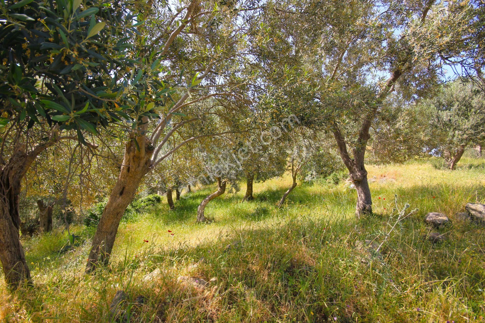 🟥aktif'ten Karadere'de Asfalt Yola Sıfır Olan 9 Adet Ağaçlı 362 M2 Satılık Zeytinlik - Görsel 19
