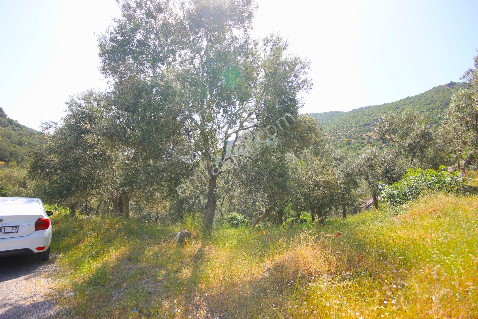 🟥aktif'ten Karadere'de Asfalt Yola Sıfır Olan 9 Adet Ağaçlı 362 M2 Satılık Zeytinlik - Görsel 21