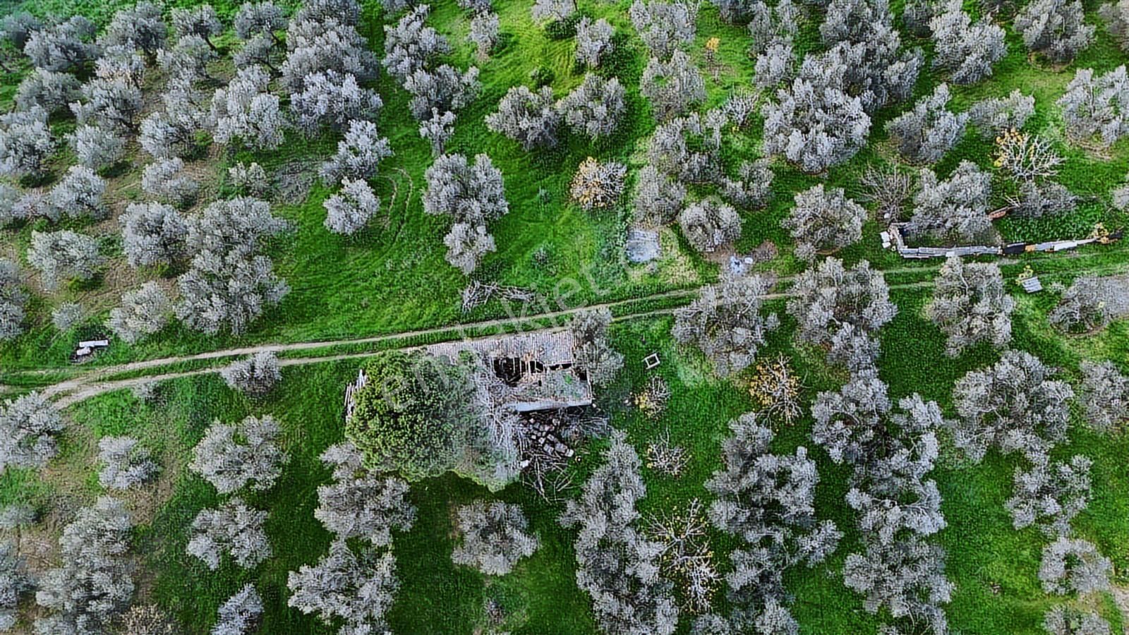 Kaz Dağları'nda Zeytinlik 5100 M² - Görsel 8