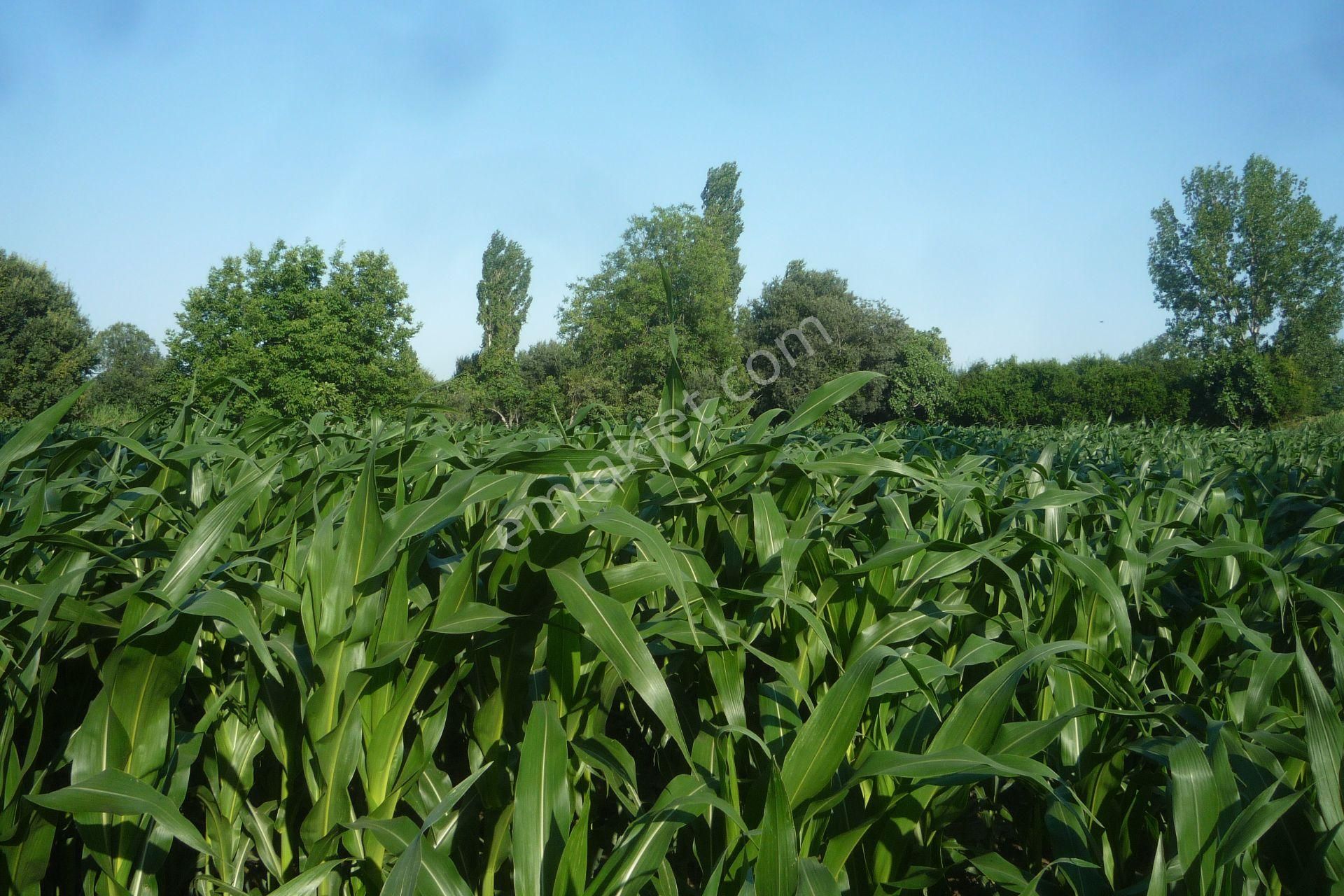 İzmir Torbalı Gold Emlaktan Satılık Kıymetli Tarla.. - Görsel 14