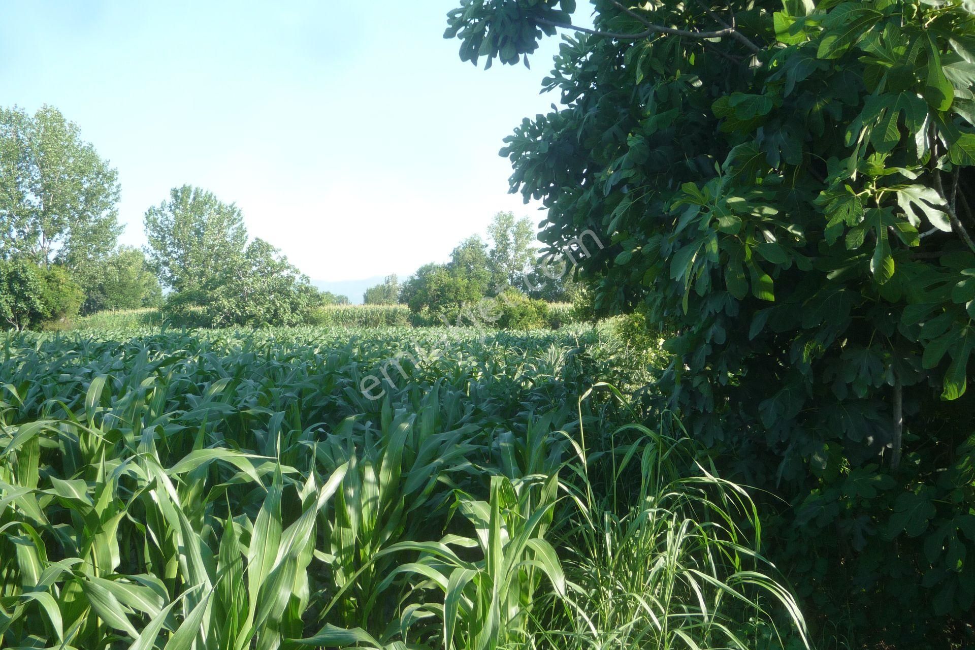 İzmir Torbalı Gold Emlaktan Satılık Kıymetli Tarla.. - Görsel 6