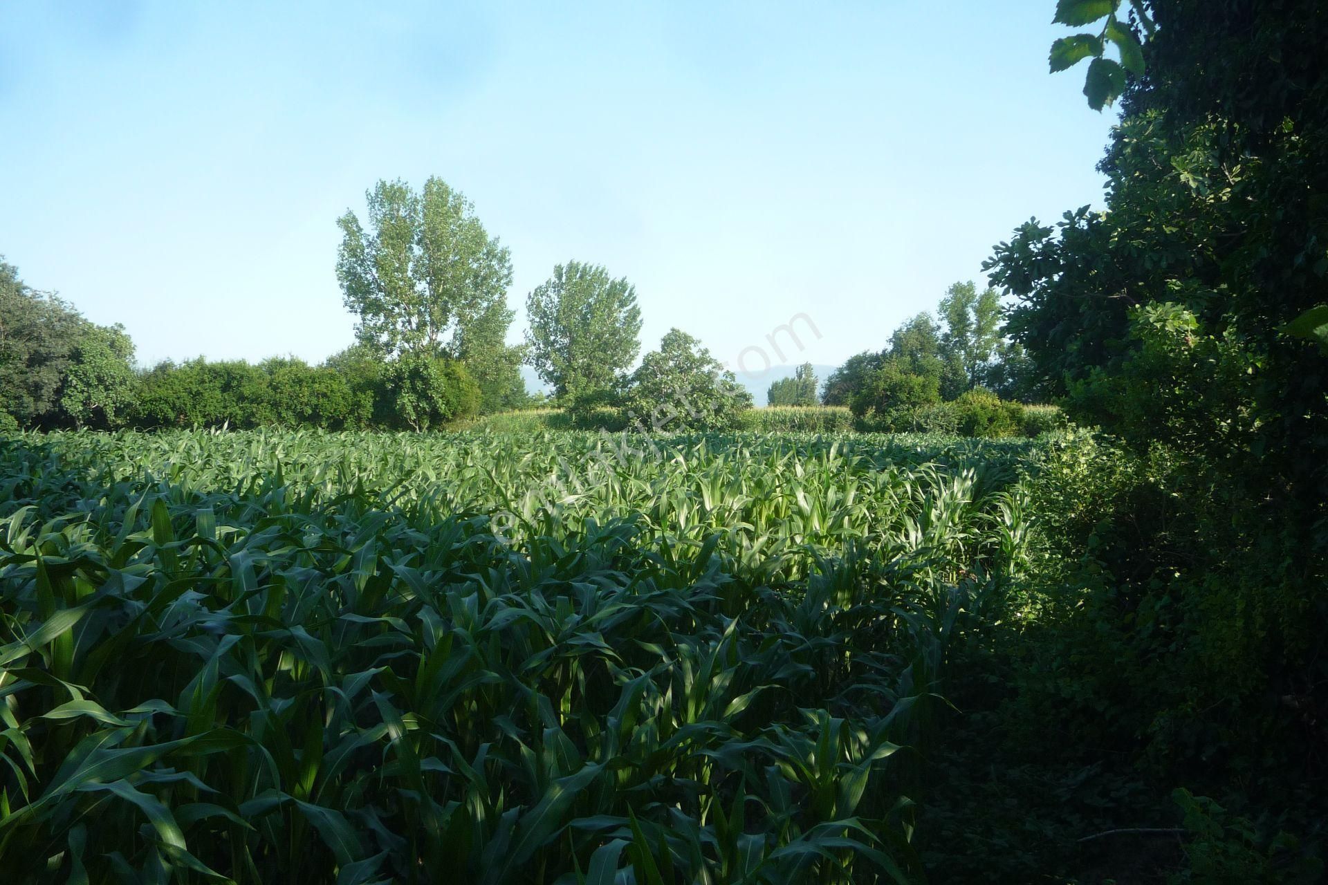 İzmir Torbalı Gold Emlaktan Satılık Kıymetli Tarla.. - Görsel 11