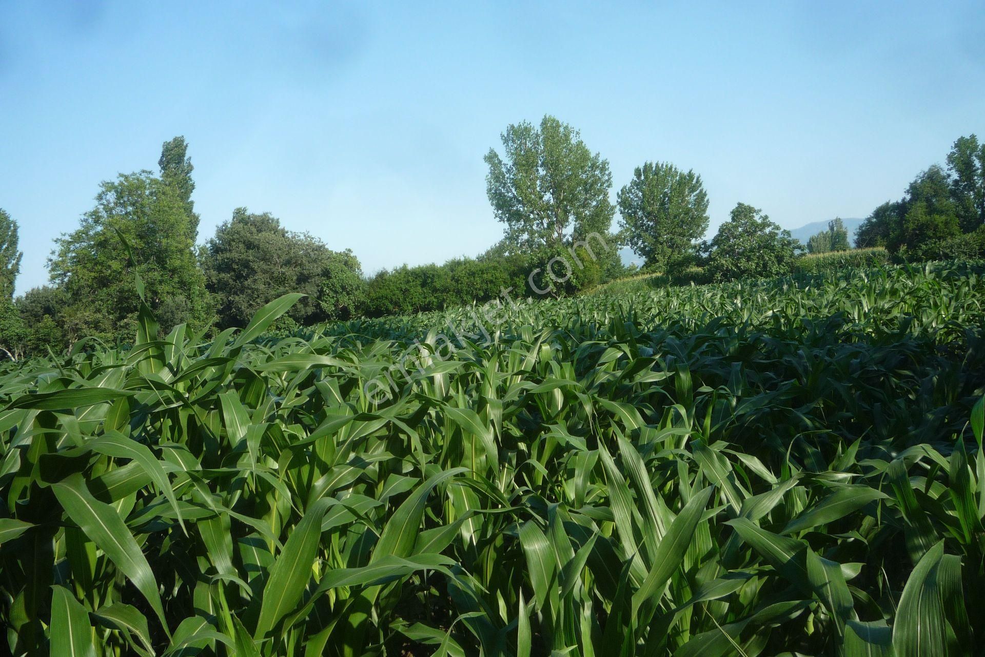 İzmir Torbalı Gold Emlaktan Satılık Kıymetli Tarla.. - Görsel 13