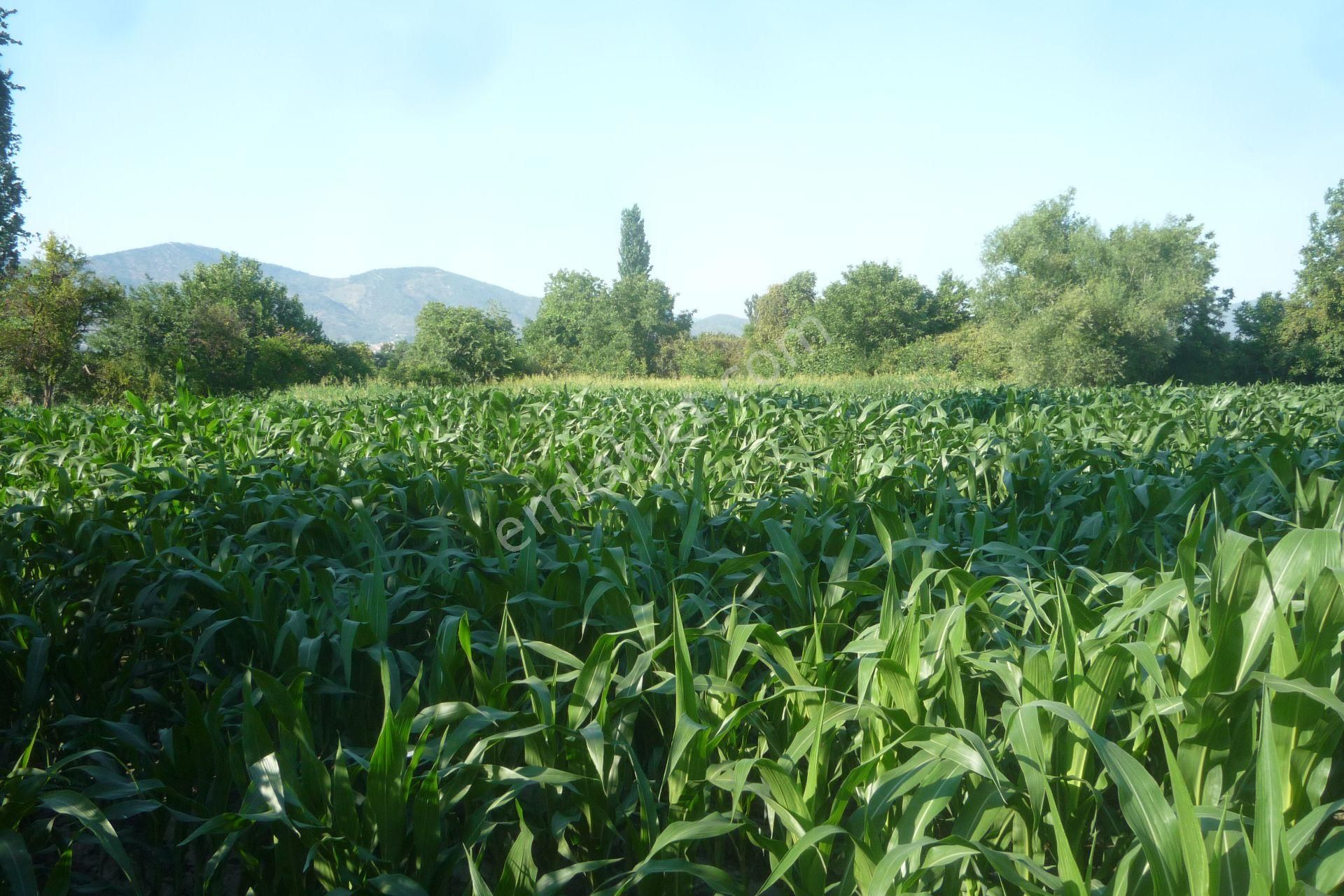 İzmir Torbalı Gold Emlaktan Satılık Kıymetli Tarla.. - Görsel 3