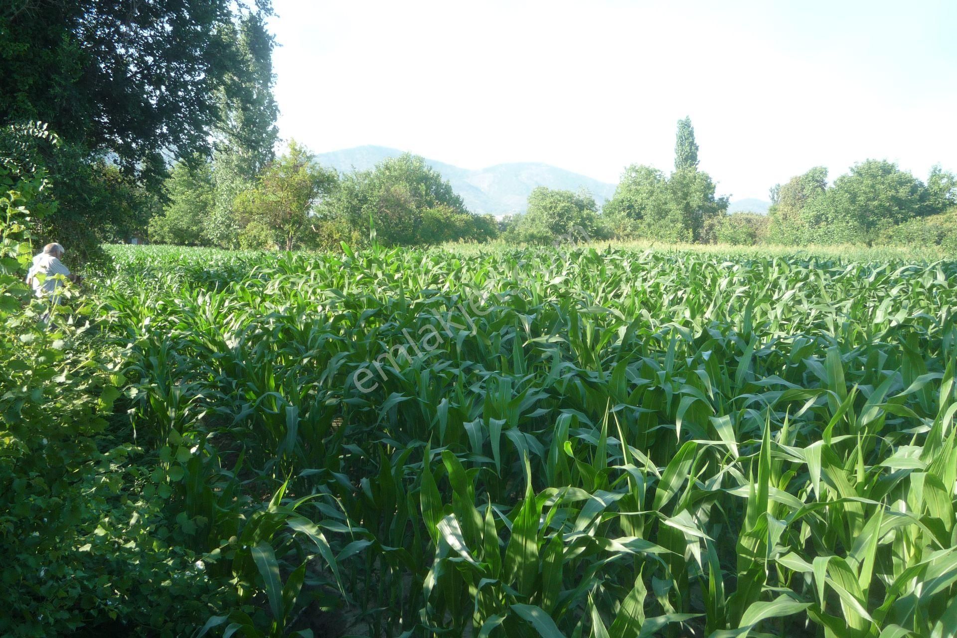 İzmir Torbalı Gold Emlaktan Satılık Kıymetli Tarla.. - Görsel 8