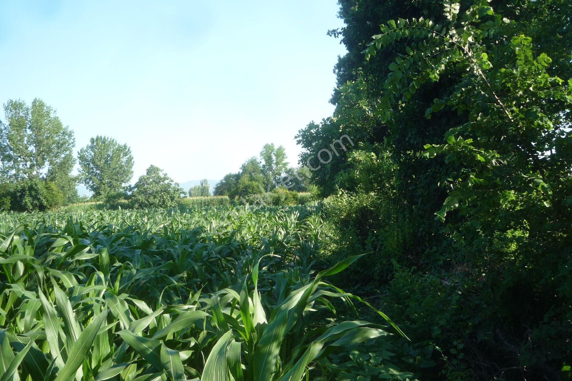 İzmir Torbalı Gold Emlaktan Satılık Kıymetli Tarla.. - Görsel 12