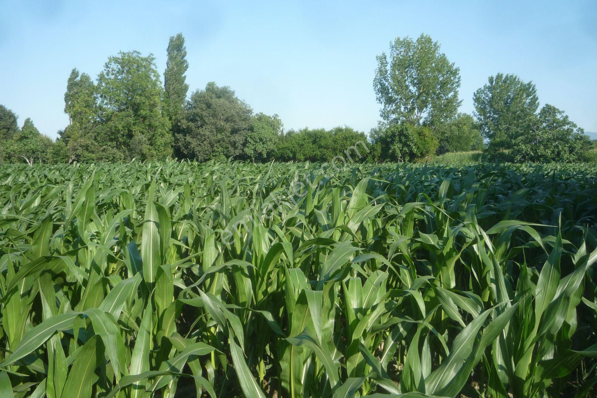 İzmir Torbalı Gold Emlaktan Satılık Kıymetli Tarla.. - Görsel 2