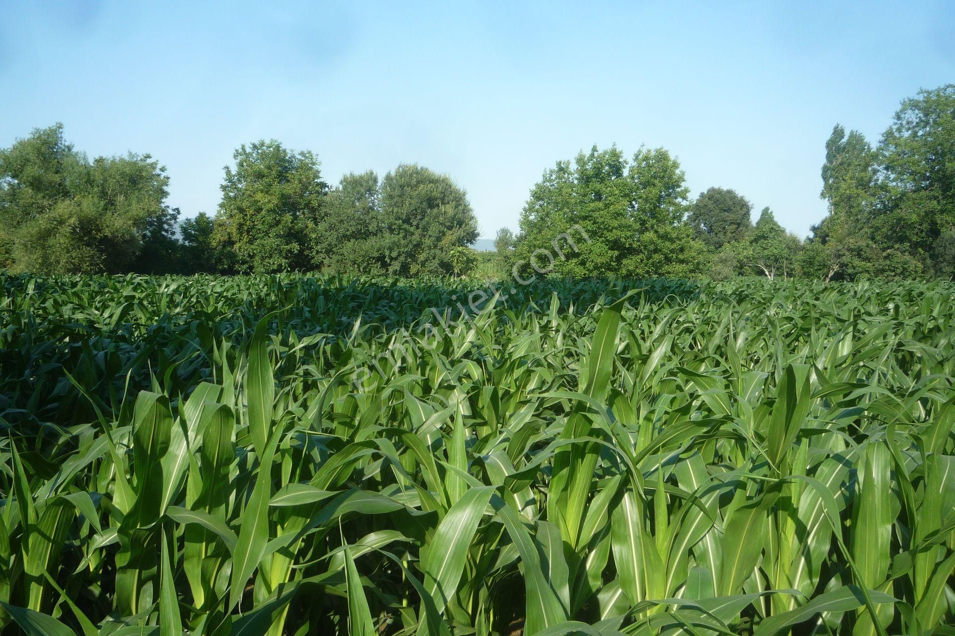 İzmir Torbalı Gold Emlaktan Satılık Kıymetli Tarla.. - Görsel 7