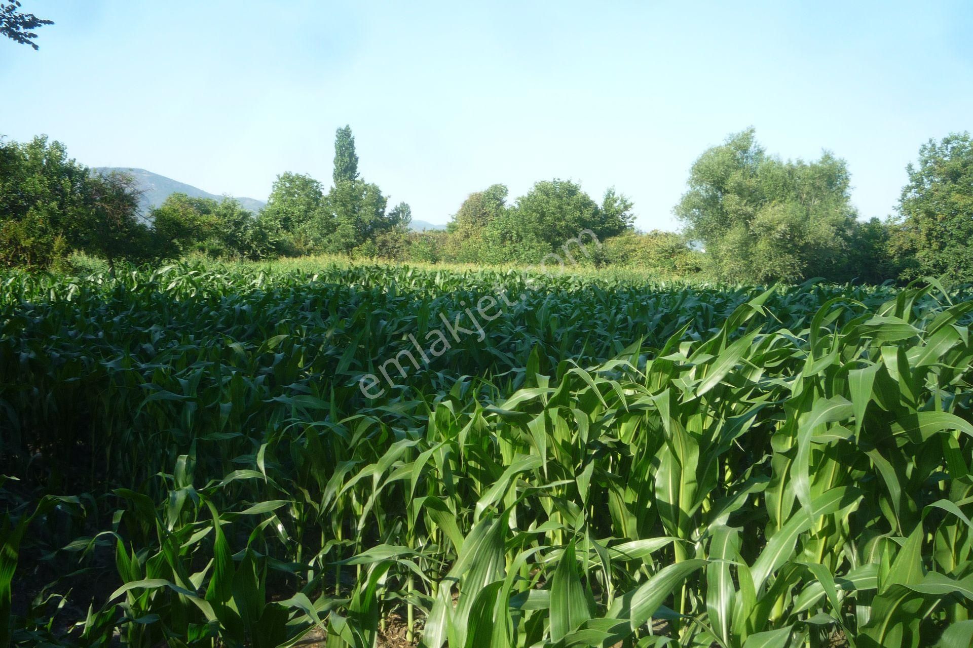 İzmir Torbalı Gold Emlaktan Satılık Kıymetli Tarla.. - Görsel 9