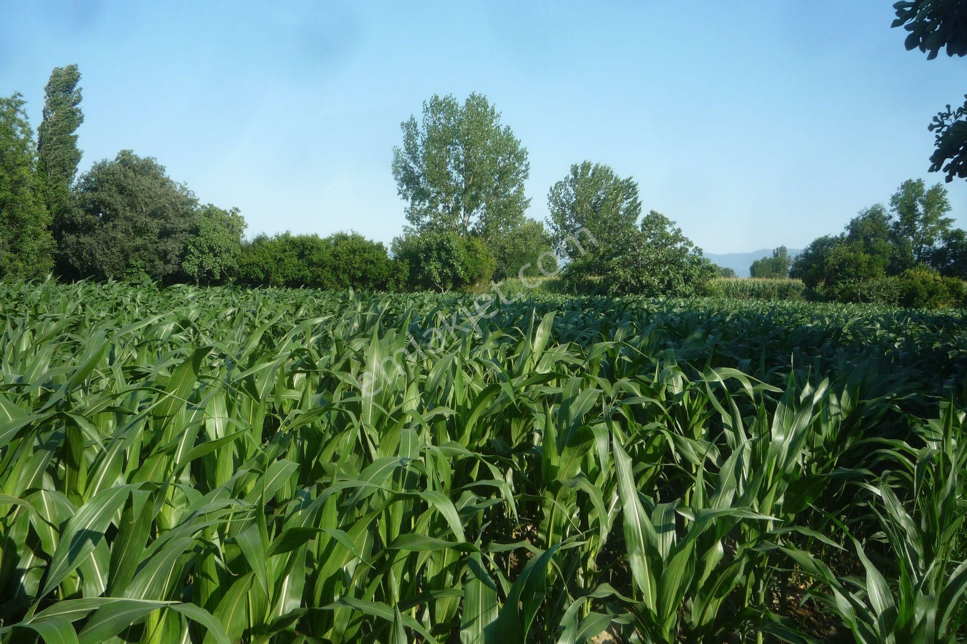 İzmir Torbalı Gold Emlaktan Satılık Kıymetli Tarla.. - Görsel 5