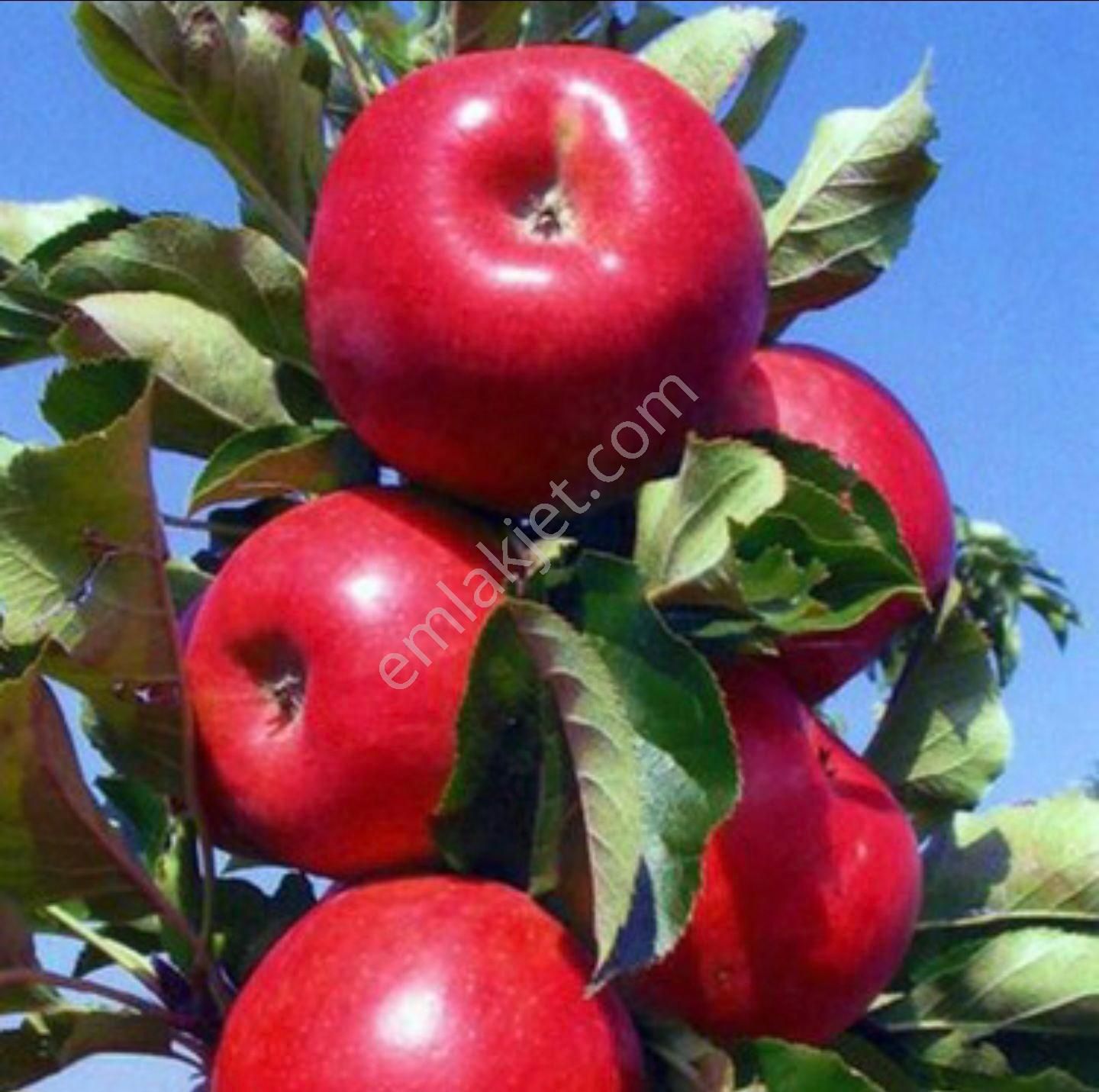 Manisa Demirci Bahçeler'de 1.938 M2 Bağ. Yerleşim Yanı Merkezde. Açıklamayı Okuyarak Arayınız. - Görsel 2