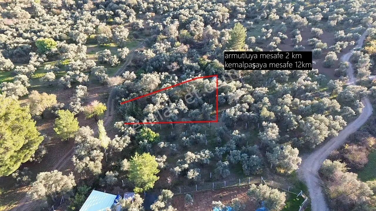 Satılık Zeytinli Tarla* Aşağıkızılca - Görsel 8