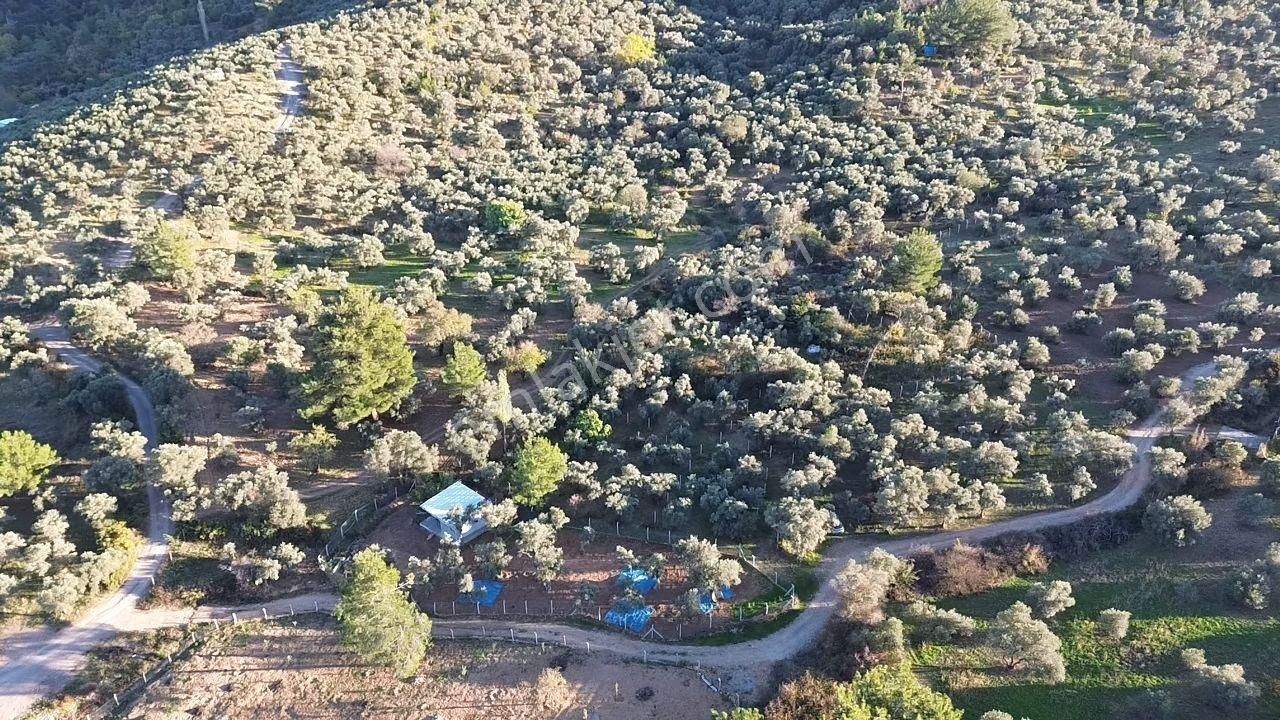 Satılık Zeytinli Tarla* Aşağıkızılca - Görsel 5