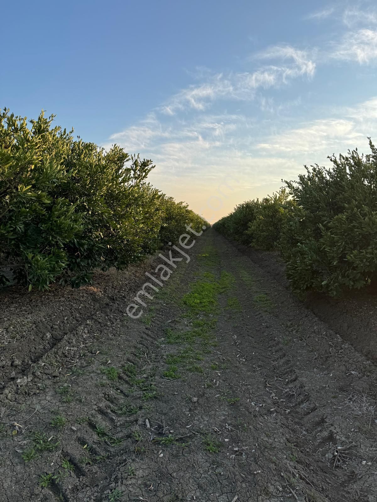 *yüreğir *innaplı* (yukarıçiçekli)* 50,865m2 *mandalina Bahçesi* Takas Olur*video Bak - Görsel 3