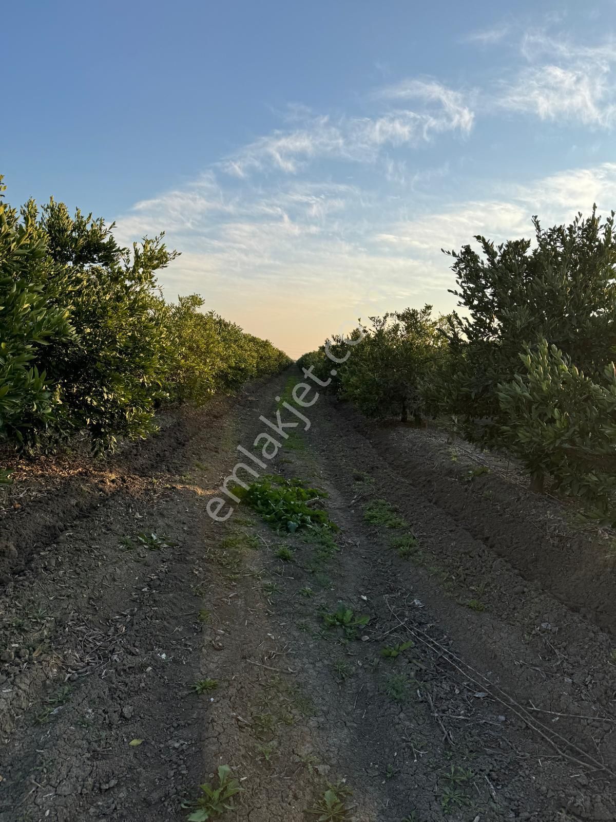 *yüreğir *innaplı* (yukarıçiçekli)* 50,865m2 *mandalina Bahçesi* Takas Olur*video Bak - Görsel 5