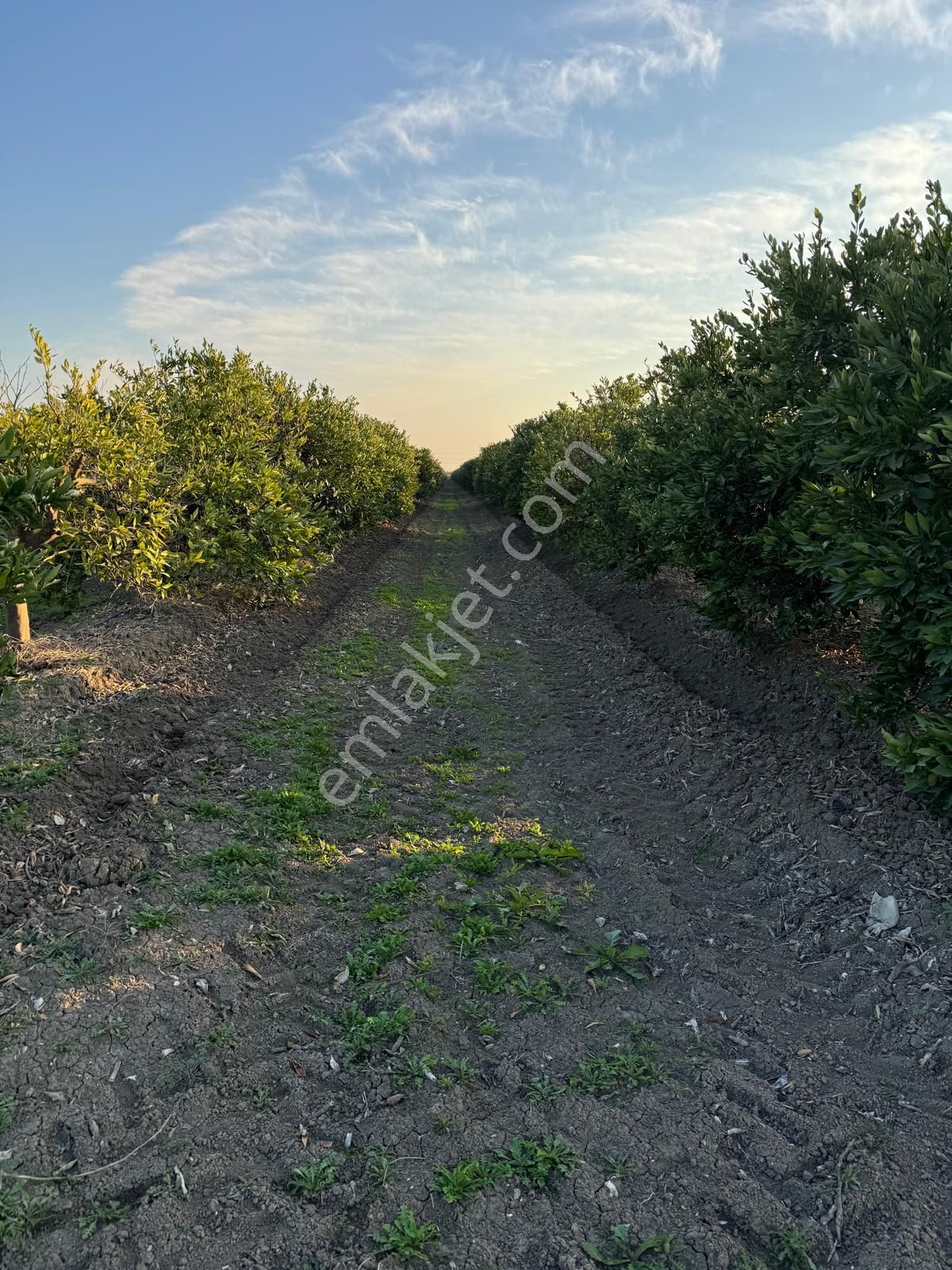 *yüreğir *innaplı* (yukarıçiçekli)* 50,865m2 *mandalina Bahçesi* Takas Olur*video Bak - Görsel 4