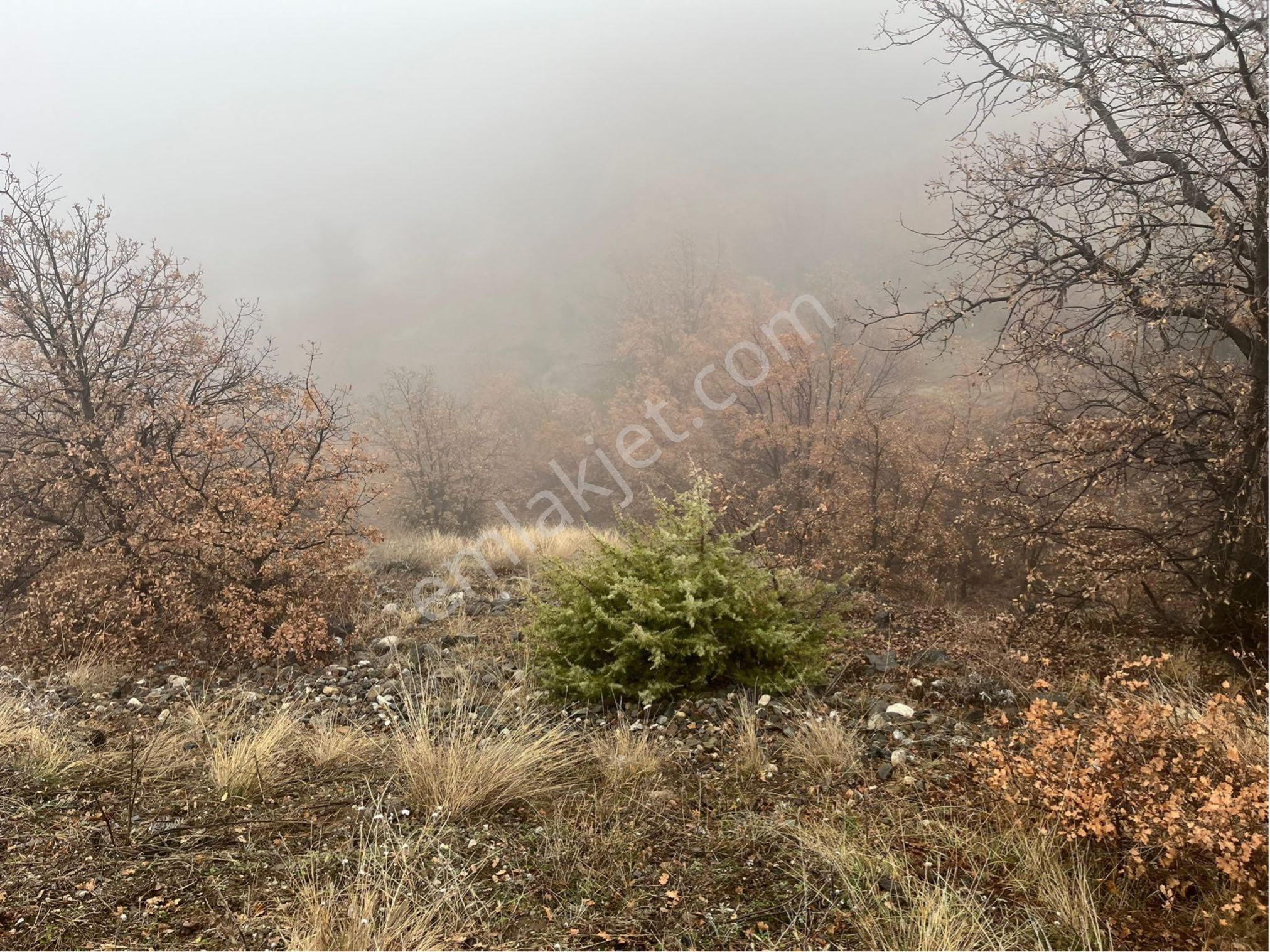 Çorum Osmancık Sütlüce Köyü Ana Yol Üzeri Sahibinden Satılık Tarla - Görsel 6