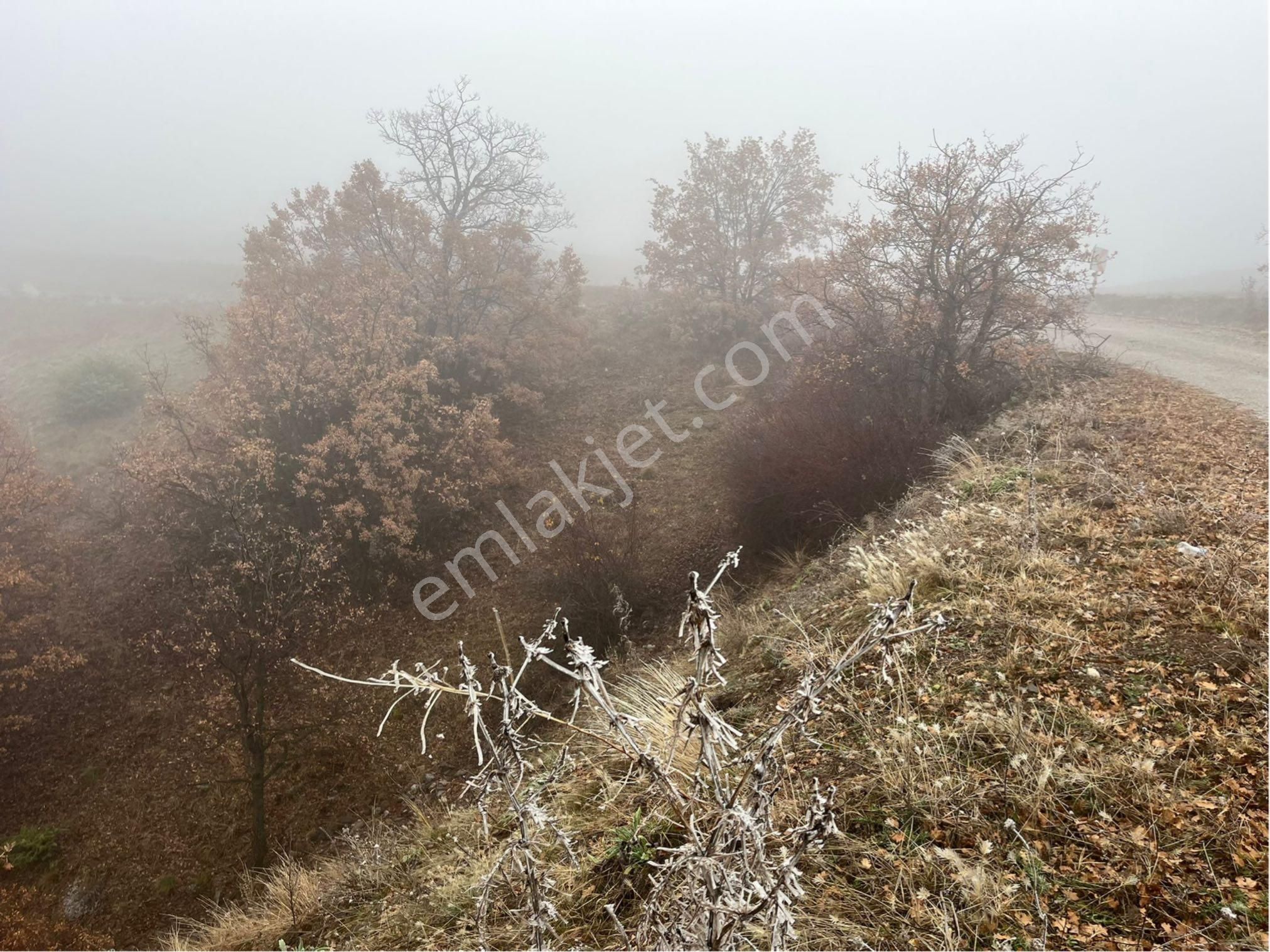 Çorum Osmancık Sütlüce Köyü Ana Yol Üzeri Sahibinden Satılık Tarla - Görsel 5