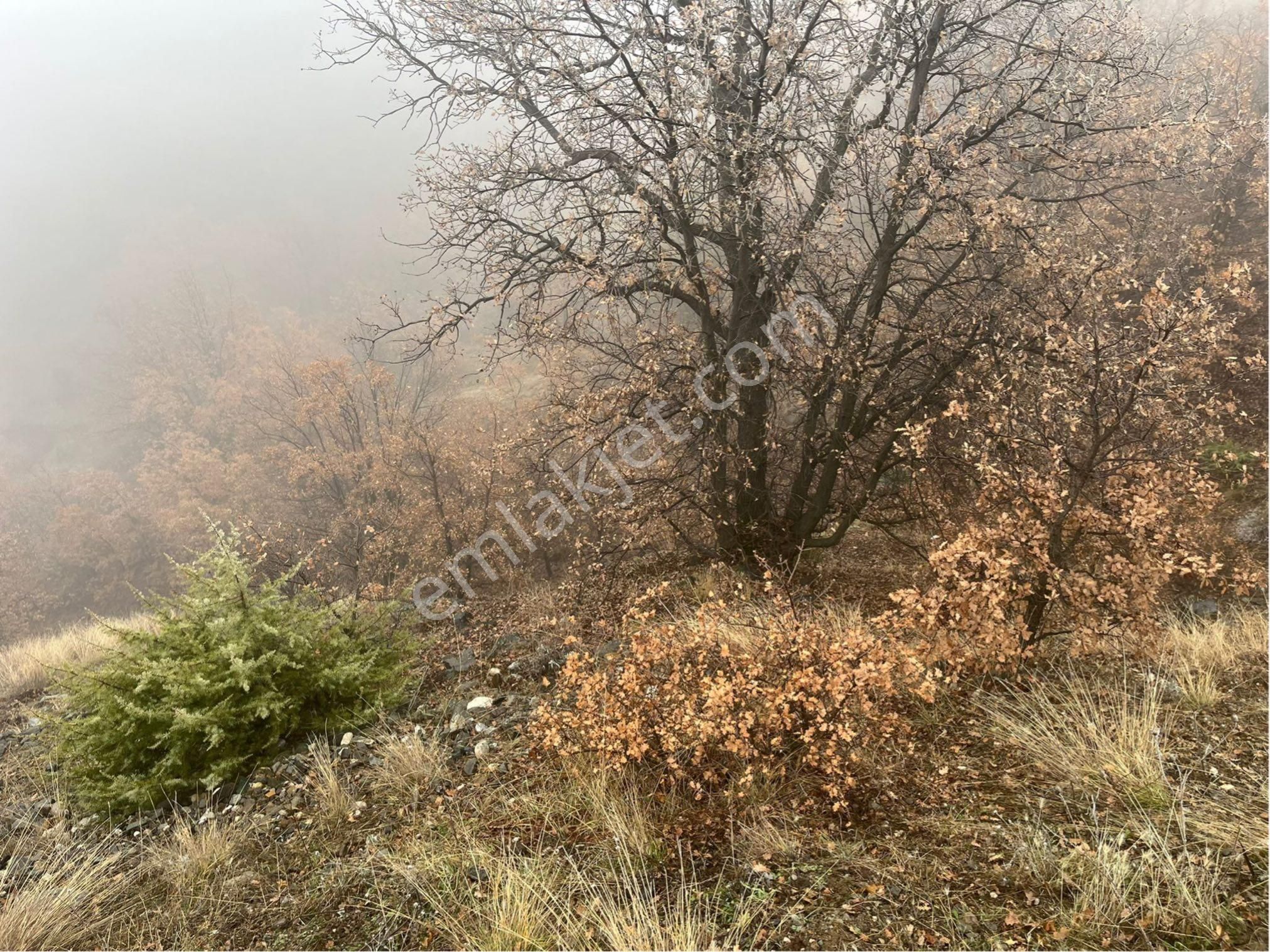 Çorum Osmancık Sütlüce Köyü Ana Yol Üzeri Sahibinden Satılık Tarla - Görsel 9