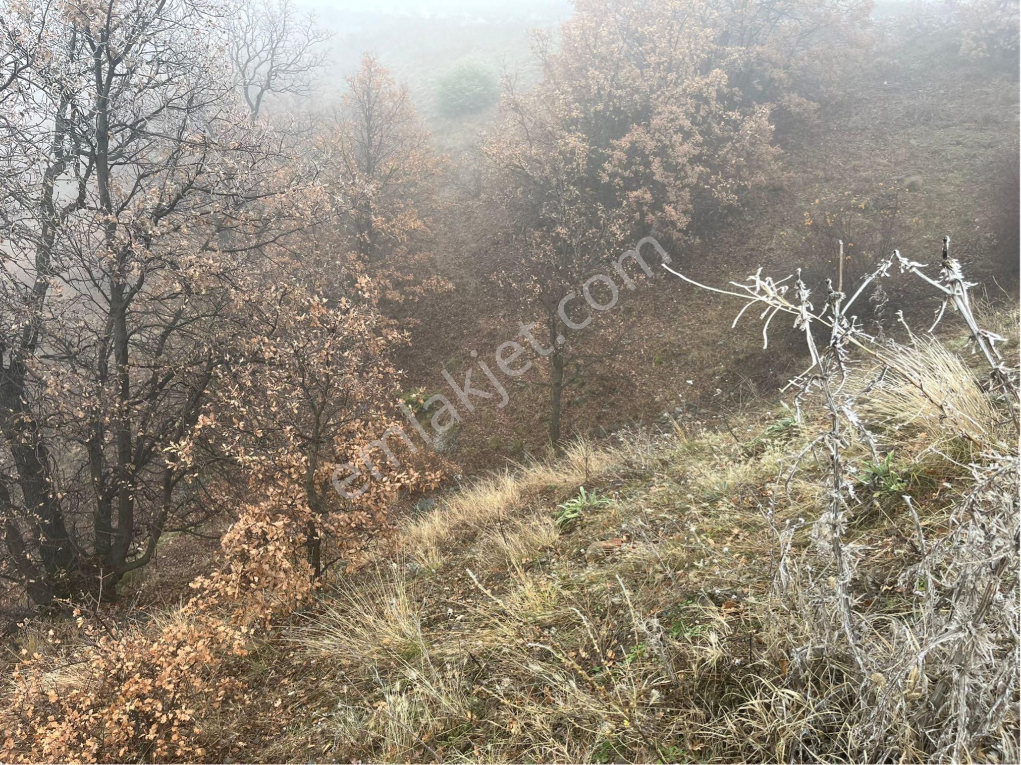 Çorum Osmancık Sütlüce Köyü Ana Yol Üzeri Sahibinden Satılık Tarla