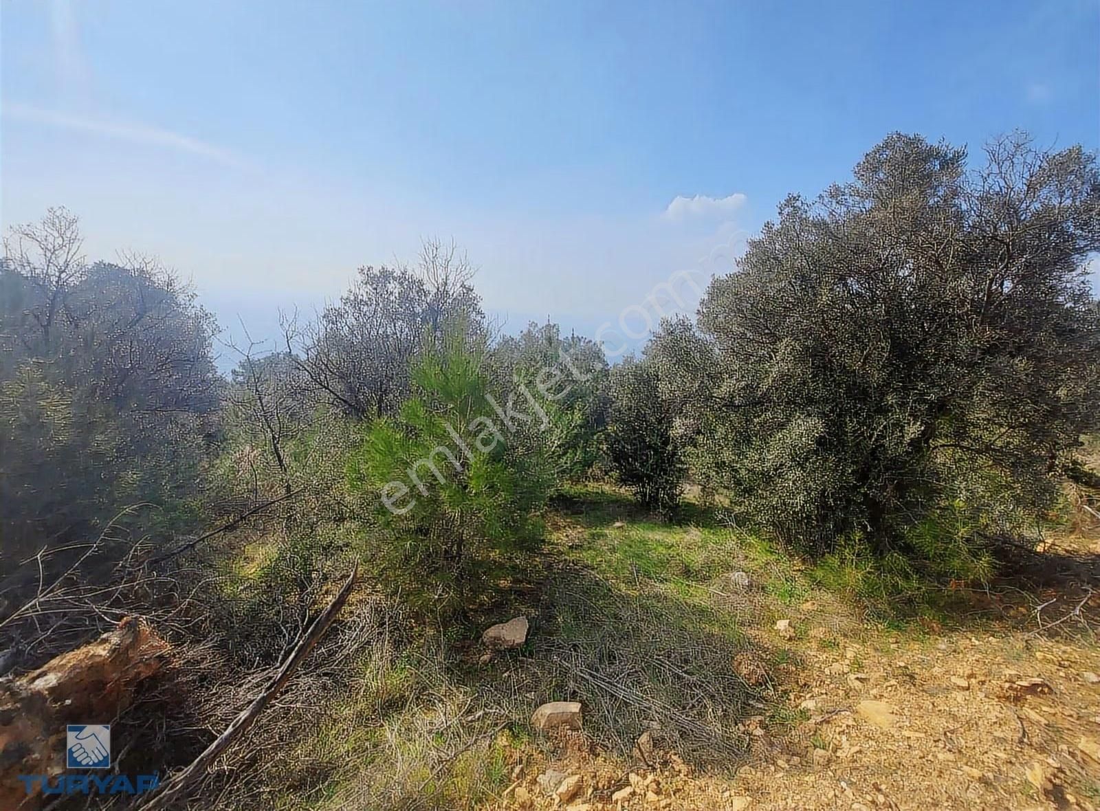 Torbalı Dirmil Mah 1488m2 Ata Mirastan Bölünme Zeytinlik - Görsel 34
