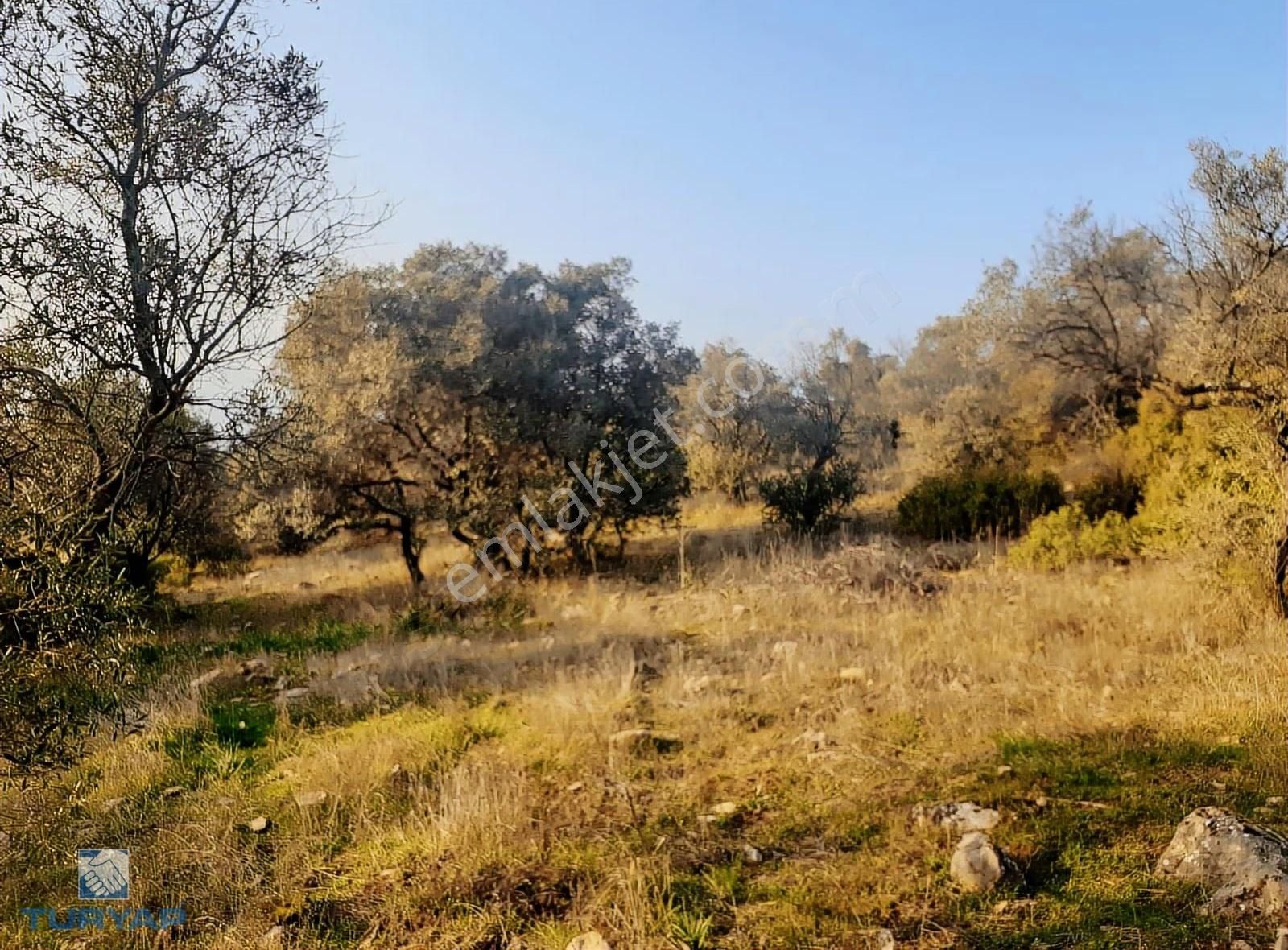 Torbalı Dirmil Mah 1488m2 Ata Mirastan Bölünme Zeytinlik - Görsel 2