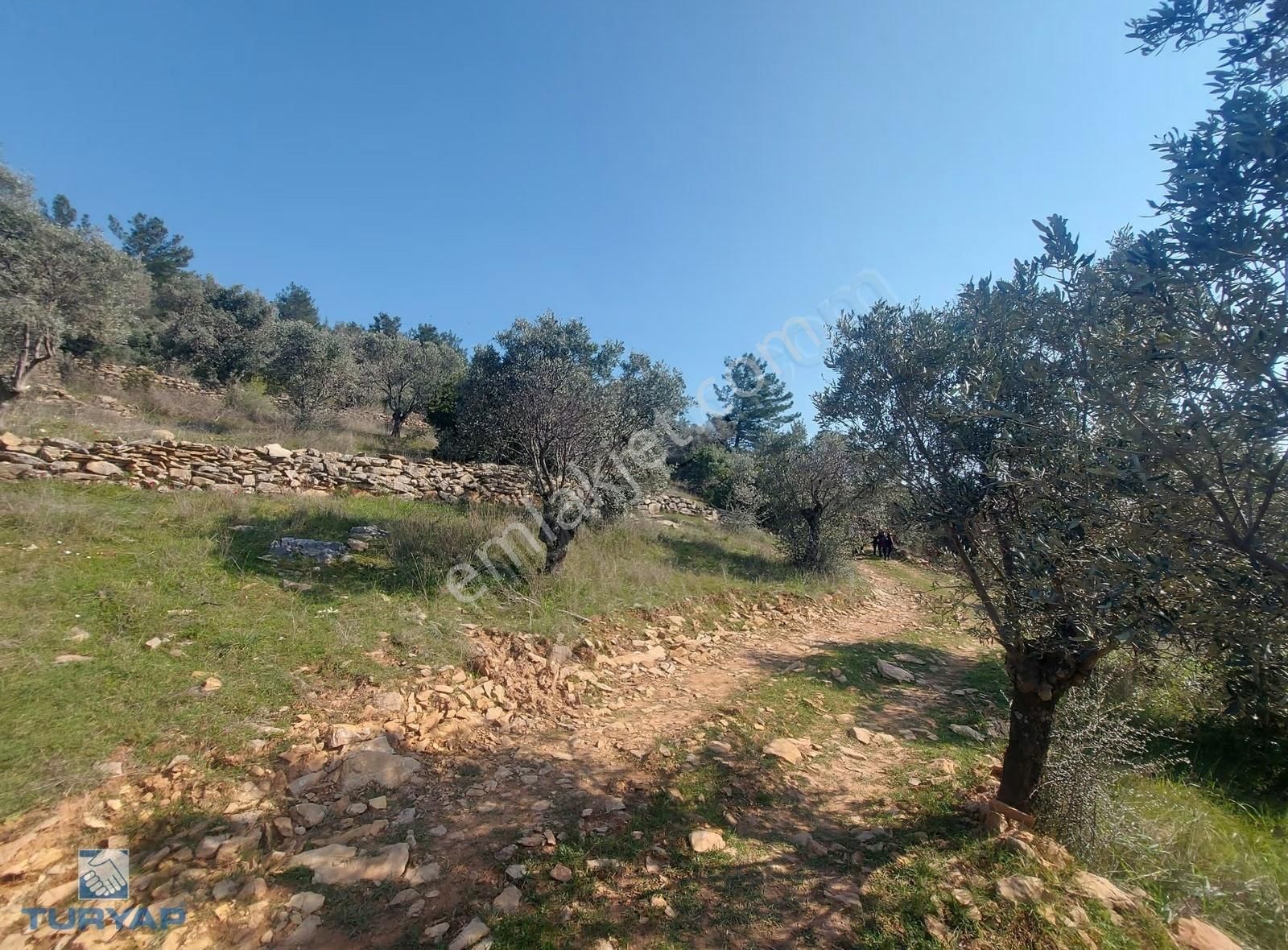 Torbalı Dirmil Mah 1488m2 Ata Mirastan Bölünme Zeytinlik - Görsel 5