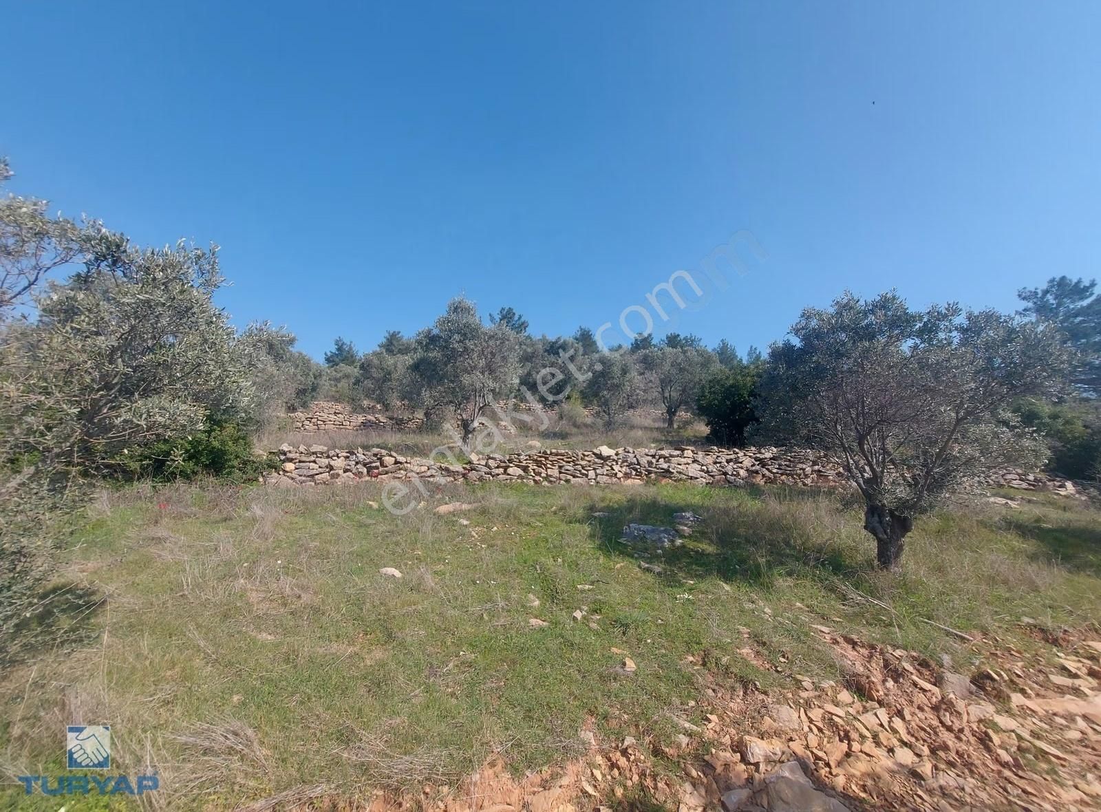 Torbalı Dirmil Mah 1488m2 Ata Mirastan Bölünme Zeytinlik - Görsel 6