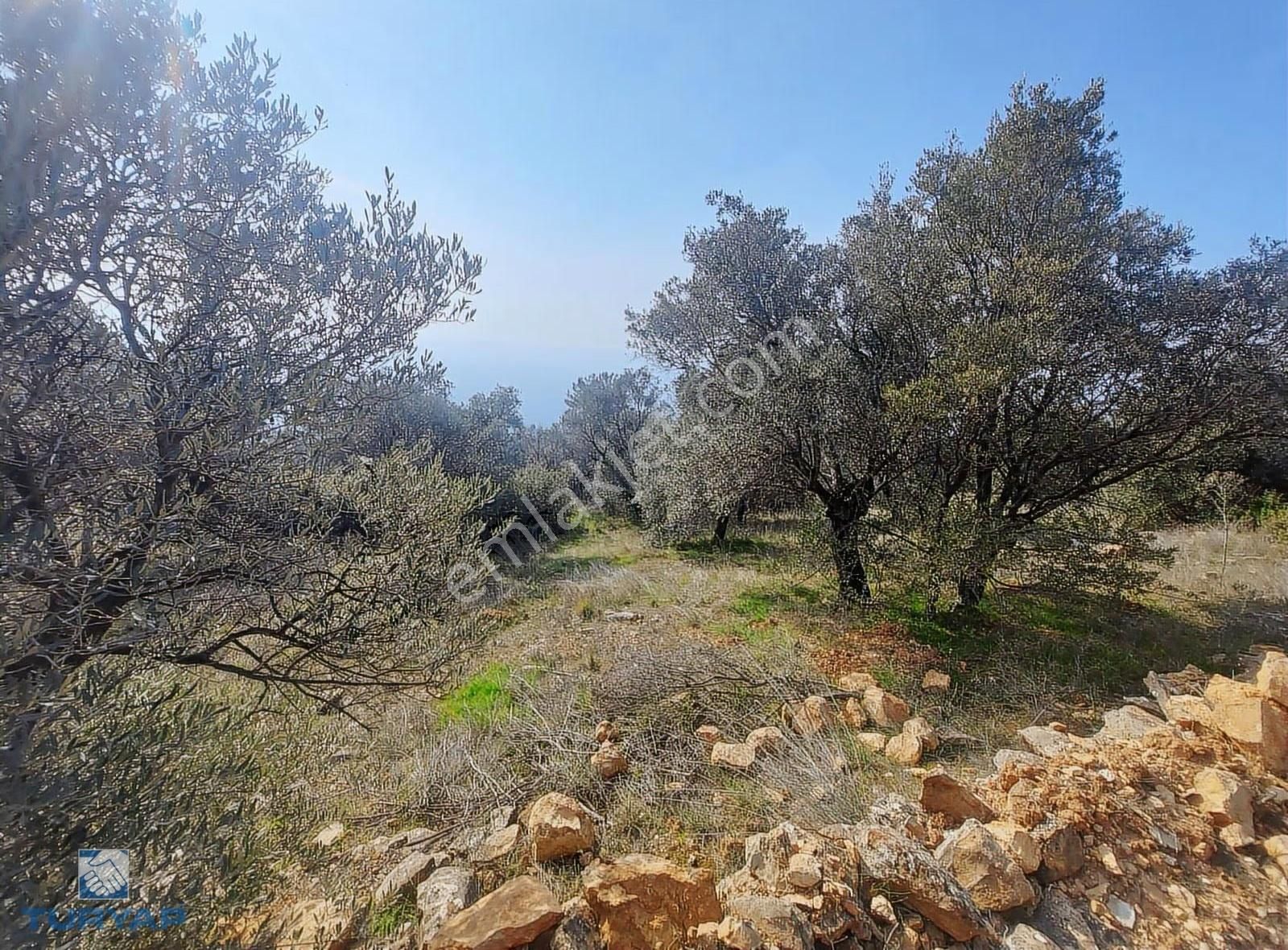 Torbalı Dirmil Mah 1488m2 Ata Mirastan Bölünme Zeytinlik - Görsel 7