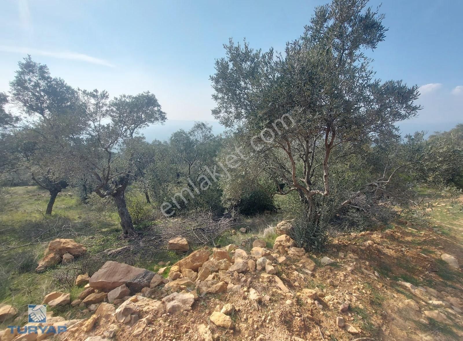 Torbalı Dirmil Mah 1488m2 Ata Mirastan Bölünme Zeytinlik - Görsel 30