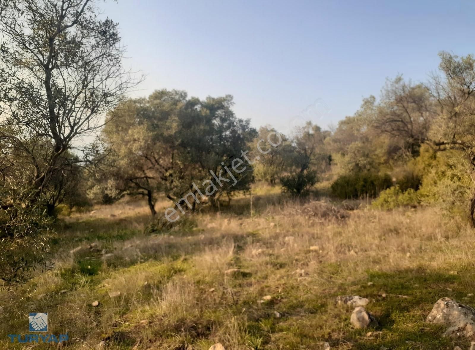 Torbalı Dirmil Mah 1488m2 Ata Mirastan Bölünme Zeytinlik - Görsel 19
