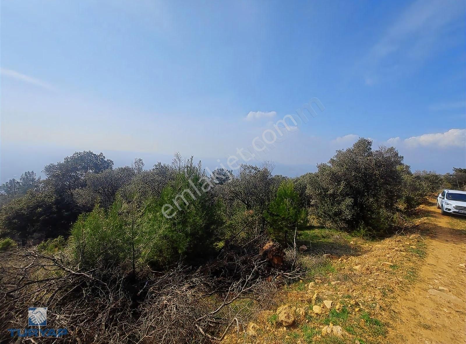 Torbalı Dirmil Mah 1488m2 Ata Mirastan Bölünme Zeytinlik - Görsel 27