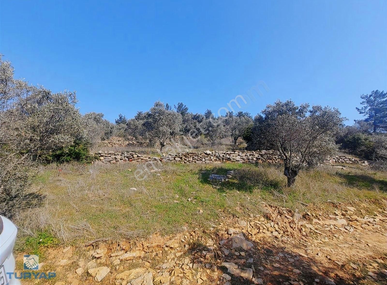 Torbalı Dirmil Mah 1488m2 Ata Mirastan Bölünme Zeytinlik - Görsel 18