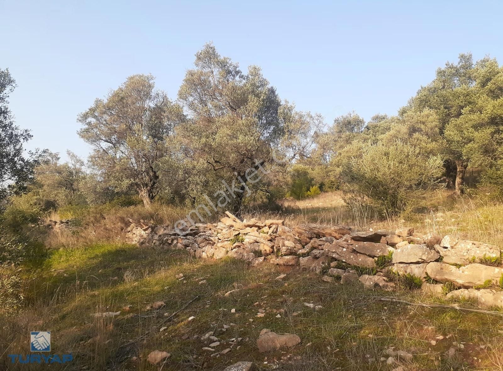 Torbalı Dirmil Mah 1488m2 Ata Mirastan Bölünme Zeytinlik - Görsel 8