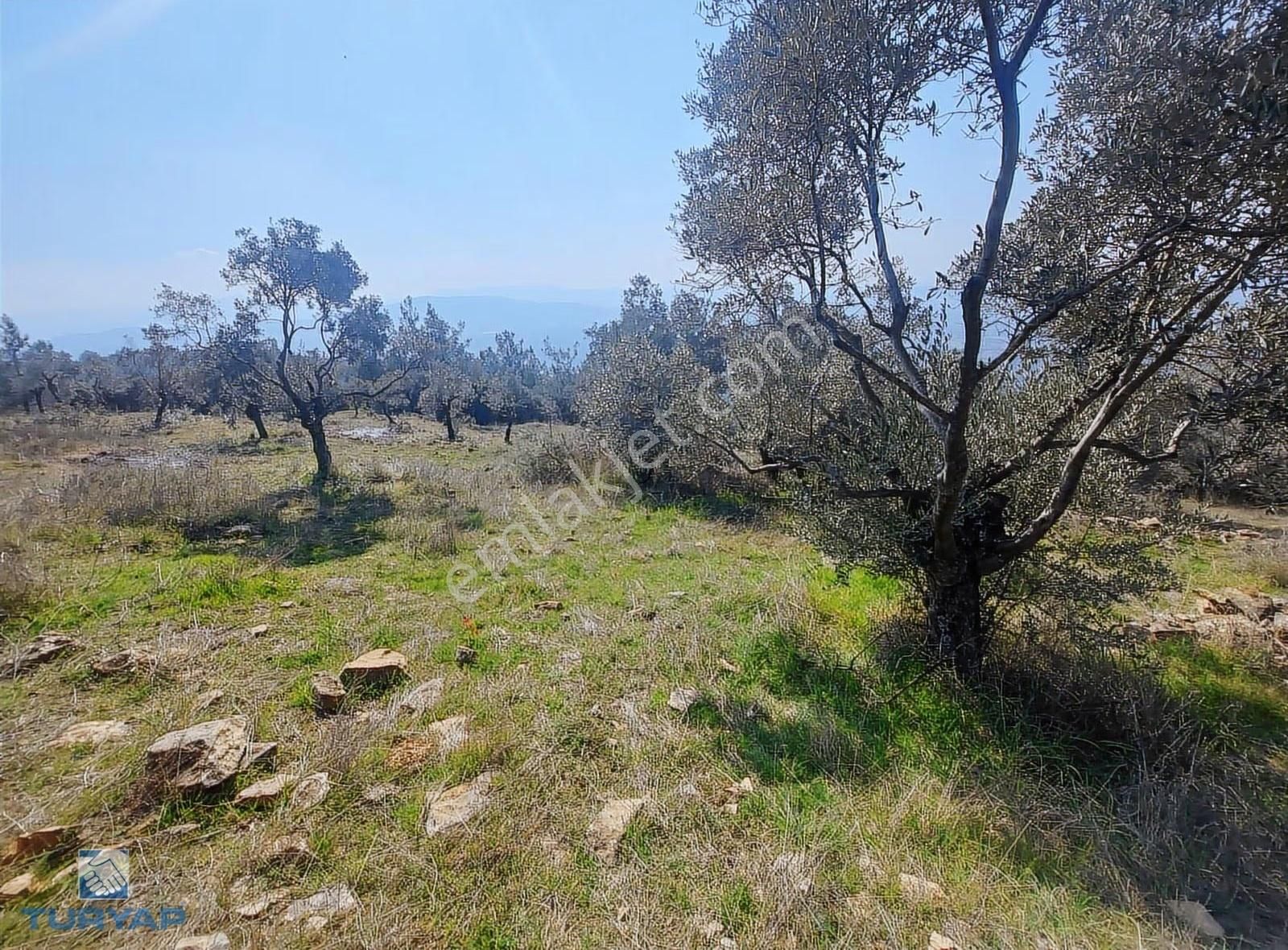 Torbalı Dirmil Mah 1488m2 Ata Mirastan Bölünme Zeytinlik - Görsel 33