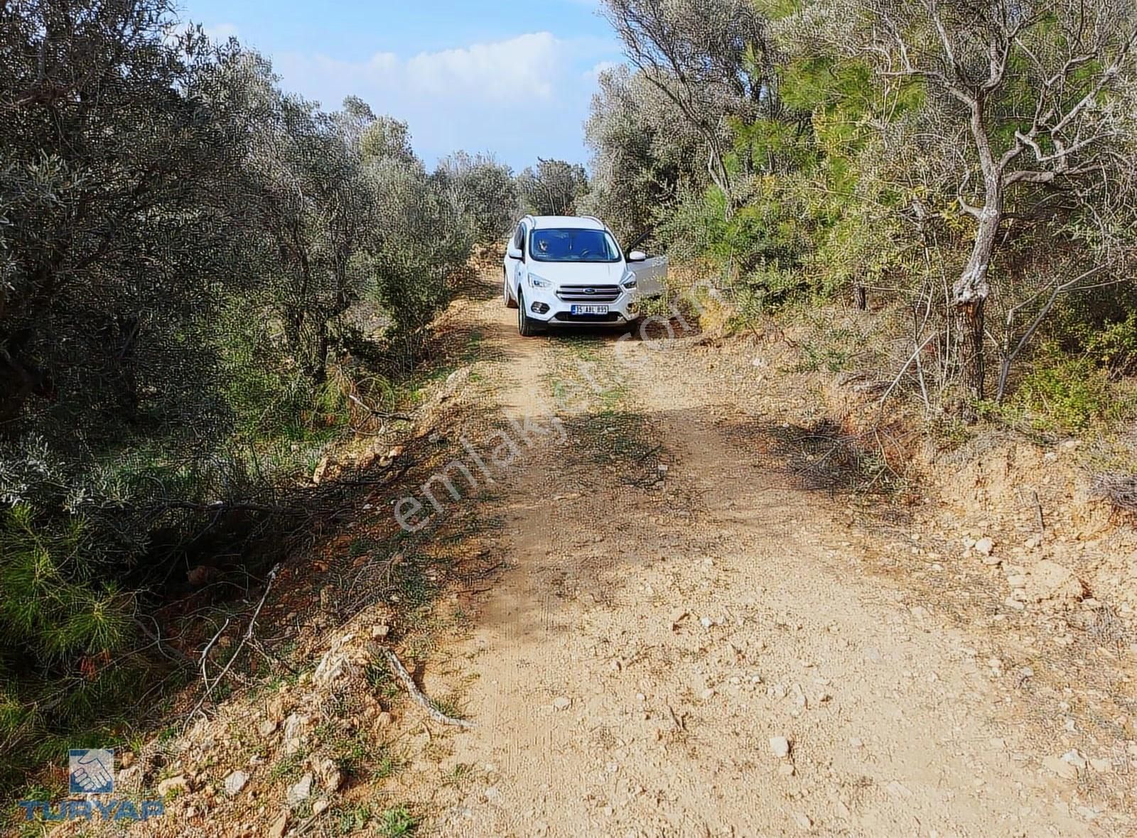 Torbalı Dirmil Mah 1488m2 Ata Mirastan Bölünme Zeytinlik - Görsel 29