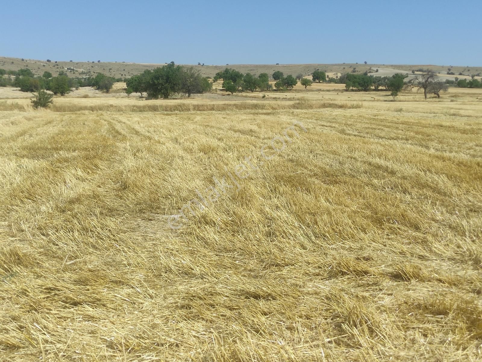 Özpınar ,dan Çavuş Köyü Satılık Tarla 4100 M2. Yolu Var - Görsel 13
