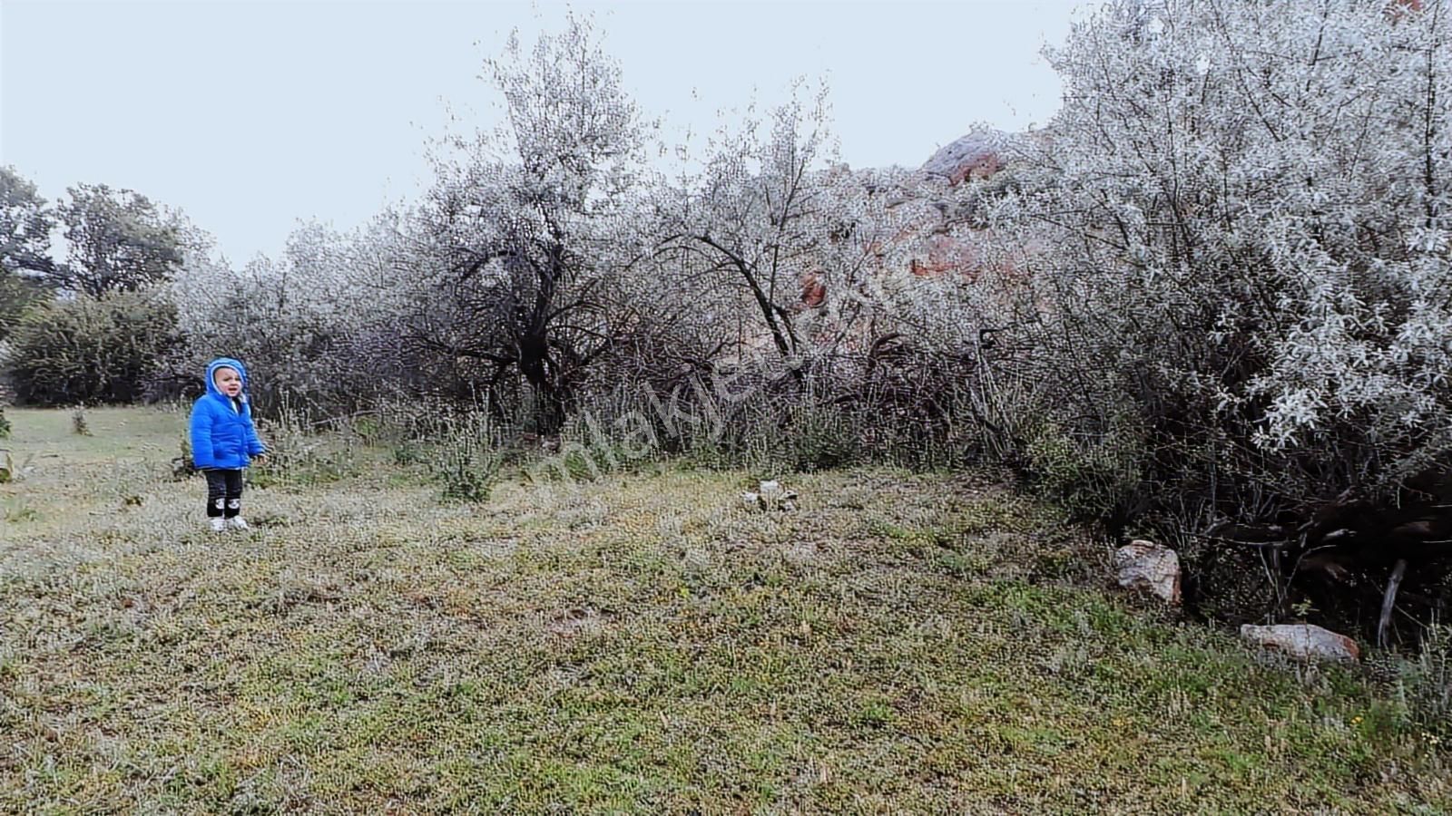 Tat Köyde Kendine Ait 427 M² Tek Tapu Elektrik Su Alınabilir - Görsel 11