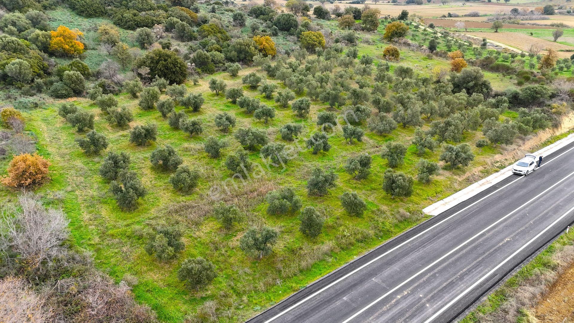 Çanakkale Merkez Büyükanafartada Asfalt Cephe 4.225 M² Tarla - Görsel 28