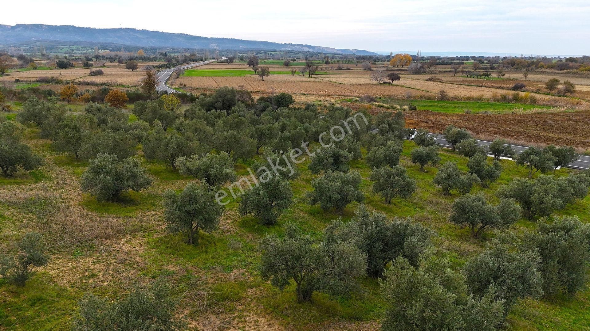 Çanakkale Merkez Büyükanafartada Asfalt Cephe 4.225 M² Tarla - Görsel 30