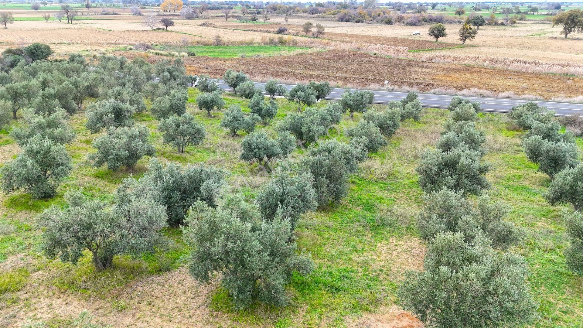 Çanakkale Merkez Büyükanafartada Asfalt Cephe 4.225 M² Tarla - Görsel 31