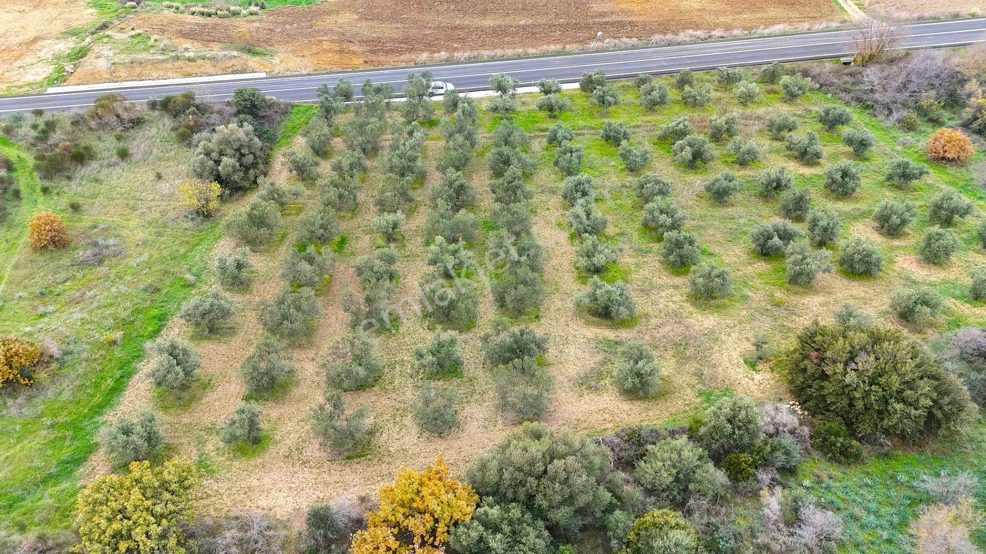 Çanakkale Merkez Büyükanafartada Asfalt Cephe 4.225 M² Tarla - Görsel 26