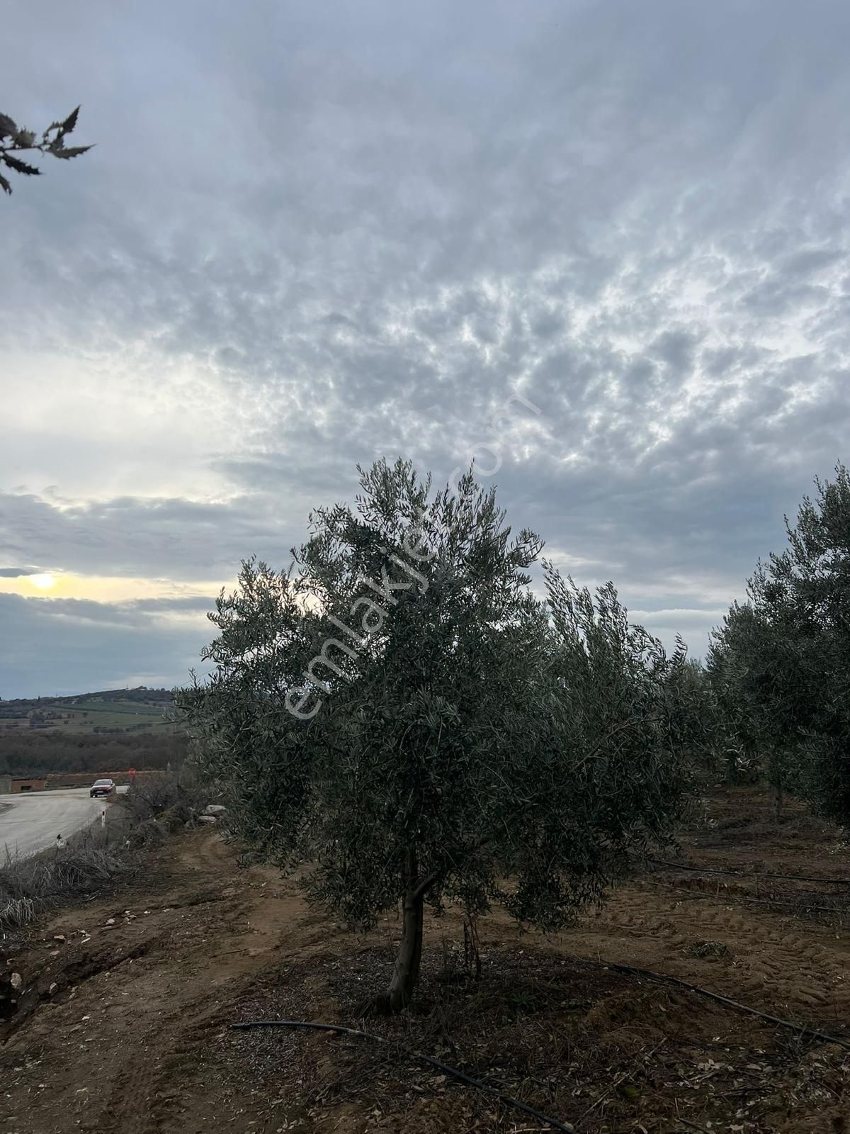 Yukarıpoyrazda Zeytinyağ Fabrikası Kurulabilir Satılık Zeytinlik - Görsel 9